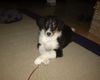 Australian Shepherd Foto: Calluna from Black Boy Country (ID 24363) Australian Shepherd Hund