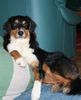 Australian Shepherd Foto: Canto from Black Boy Country (ID 33402) Australian Shepherd Hund