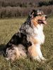 Australian Shepherd Foto: Cap vom Klaushof (ID 15385) Australian Shepherd Hund