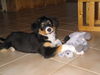 Australian Shepherd Foto: Casey from Black Boy Country (ID 24362) Australian Shepherd Hund