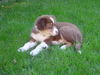 Australian Shepherd Foto: Enzo als baby mit 12 wochen :-) (ID 36570) Australian Shepherd Hund