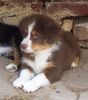 Australian Shepherd Hund