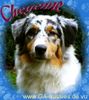 Australian Shepherd Foto: Guardian Angel's Honeymoon - (ID 28100) Australian Shepherd Hund