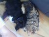 Australian Shepherd Foto: Hier ist mein Aussie Chicco (1Jahr alt) und seine Sheltie Freundin Bonny (6 Jahre alt) (ID 20945) Australian Shepherd Hund
