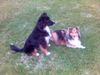 Australian Shepherd Foto: Hier ist mein Aussie Chicco (1Jahr alt) und seine Sheltie Freundin Bonny (6 Jahre alt) (ID 20944) Australian Shepherd Hund