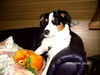 Australian Shepherd Foto: Cindy (ID 37438) Australian Shepherd Hund