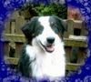 Australian Shepherd Foto: Blue Mountain's Connor Mc Leod (ID 14154) Australian Shepherd Hund