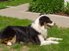 Australian Shepherd Foto: Finja 14 Monate (ID 39314) Australian Shepherd Hund