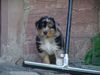 Australian Shepherd Foto: Amy 5 Wochen alt (ID 41936) Australian Shepherd Hund