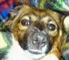 Australian Shepherd Foto: Der kleine pupo (ID 31283) Australian Shepherd Hund