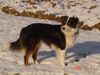 Australian Shepherd Foto: Freelance´s Dreamgirl Finja (ID 44409) Australian Shepherd Hund