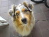 Australian Shepherd Foto: Viel Nase, wenig Hund (ID 29517) Australian Shepherd Hund