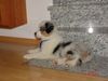 Australian Shepherd Foto: Lillibillis Annie (ID 12024) Australian Shepherd Hund