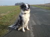 Australian Shepherd Foto: Und nochmal die Sally :-) (ID 43629) Australian Shepherd Hund