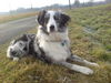 Australian Shepherd Foto: Ganz schön windig... (ID 43628) Australian Shepherd Hund
