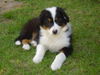 Australian Shepherd Foto: Finja 9 Wochen alt (ID 39313) Australian Shepherd Hund