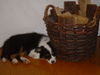 Australian Shepherd Foto: Finja 9 Wochen alt (ID 39312) Australian Shepherd Hund