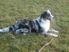 Australian Shepherd Foto: Sally Blue Merle/w (ID 43795) Australian Shepherd Hund