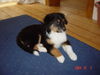 Australian Shepherd Foto: Ich heiße Emma und bin zehn Wochen alt! (ID 27472) Australian Shepherd Hund