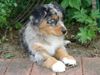 Australian Shepherd Foto: Kiwi ... 11 Wochen alt (ID 13498) Australian Shepherd Hund
