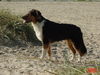 Australian Shepherd Foto: Emma an der Nordsee! (ID 27380) Australian Shepherd Hund