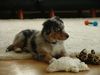 Australian Shepherd Foto: Kiwi ... 5 Monate (ID 13499) Australian Shepherd Hund