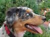 Australian Shepherd Foto: Kiwi ... 6 Monate (ID 14336) Australian Shepherd Hund