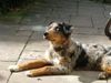 Australian Shepherd Foto: Kiwi ... 6 Monate ... im Sonnenschein (ID 14490) Australian Shepherd Hund