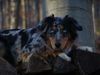 Australian Shepherd Foto: Kiwi - 8 Monate alt (ID 17753) Australian Shepherd Hund