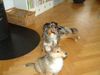 Australian Shepherd Foto: KIWI mit Colliebaby Lassie (ID 21144) Australian Shepherd Hund