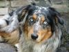 Australian Shepherd Foto: KIWI - 12 Monate (ID 21143) Australian Shepherd Hund