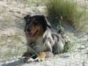 Australian Shepherd Foto: Und dann ein Päuschen! (ID 24952) Australian Shepherd Hund