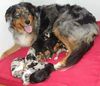 Australian Shepherd Foto: Unsere Welpen sind da!! (ID 41721) Australian Shepherd Hund