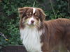 Australian Shepherd Foto: Enzo !!! 15 monate alt :-) (ID 36556) Australian Shepherd Hund