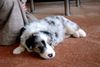 Australian Shepherd Foto: Shadow mit 5 Wochen (ID 21044) Australian Shepherd Hund