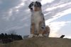 Australian Shepherd Foto: Shadow beim Sonnenaufgang (ID 21022) Australian Shepherd Hund