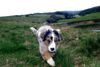 Australian Shepherd Foto: Shadow beim Catwalk (ID 21020) Australian Shepherd Hund