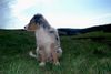 Australian Shepherd Foto: Es ist so schön sich mal den Wind um die Nase wehen zu lassen (ID 21021) Australian Shepherd Hund