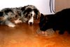 Australian Shepherd Foto: Ich kann warten (ID 22213) Australian Shepherd Hund