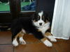 Australian Shepherd Foto: Ich bin ja sooo müde :o) (ID 28872) Australian Shepherd Hund