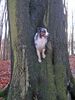 Australian Shepherd Foto: Mein Aussie Aries ist für jeden Spaß zu haben (ID 17864) Australian Shepherd Hund