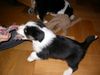 Australian Shepherd Foto: in 2 wochen bekomm ich entlich meinen hundebaby (ID 16599) Australian Shepherd Hund