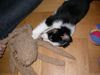 Australian Shepherd Foto: mein hundebaby (ID 16657) Australian Shepherd Hund