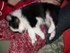 Australian Shepherd Foto: mein hundebaby (ID 16658) Australian Shepherd Hund