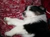Australian Shepherd Foto: mein hundebaby (ID 16659) Australian Shepherd Hund