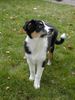 Australian Shepherd Foto: SHIWA MIT 3 1/2 MONATEN (ID 26957) Australian Shepherd Hund