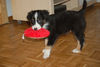 Australian Shepherd Foto: Mein süßer Cosmo mit 2 Monaten (ID 39434) Australian Shepherd Hund