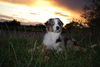 Australian Shepherd Foto: Buffalo Noor Ranch Maddox mit 3 Monaten (ID 40048) Australian Shepherd Hund