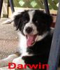 Australian Shepherd Foto: Darwin (ID 33374) Australian Shepherd Hund