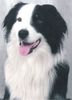 Australian Shepherd Foto: Das ist mein Hund (ID 24315) Australian Shepherd Hund